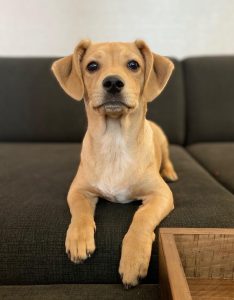 A dog on a couch looking at the camera