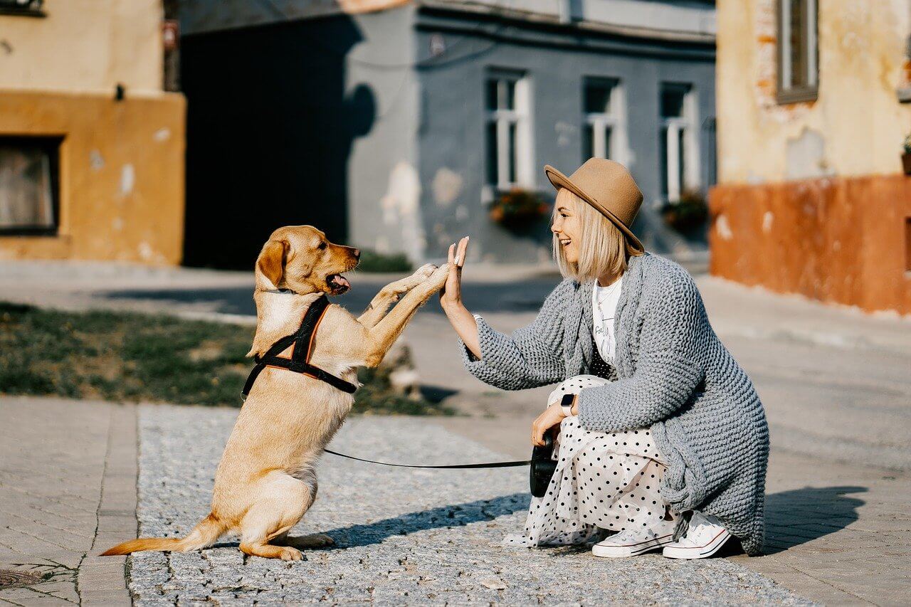 High five between a dog and a woman